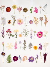 Load image into Gallery viewer, The Sampler