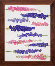 Load image into Gallery viewer, The Laying Larkspur