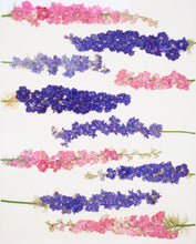 Load image into Gallery viewer, The Laying Larkspur