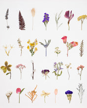 Load image into Gallery viewer, The Sampler Mini