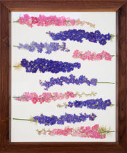 Load image into Gallery viewer, The Laying Larkspur
